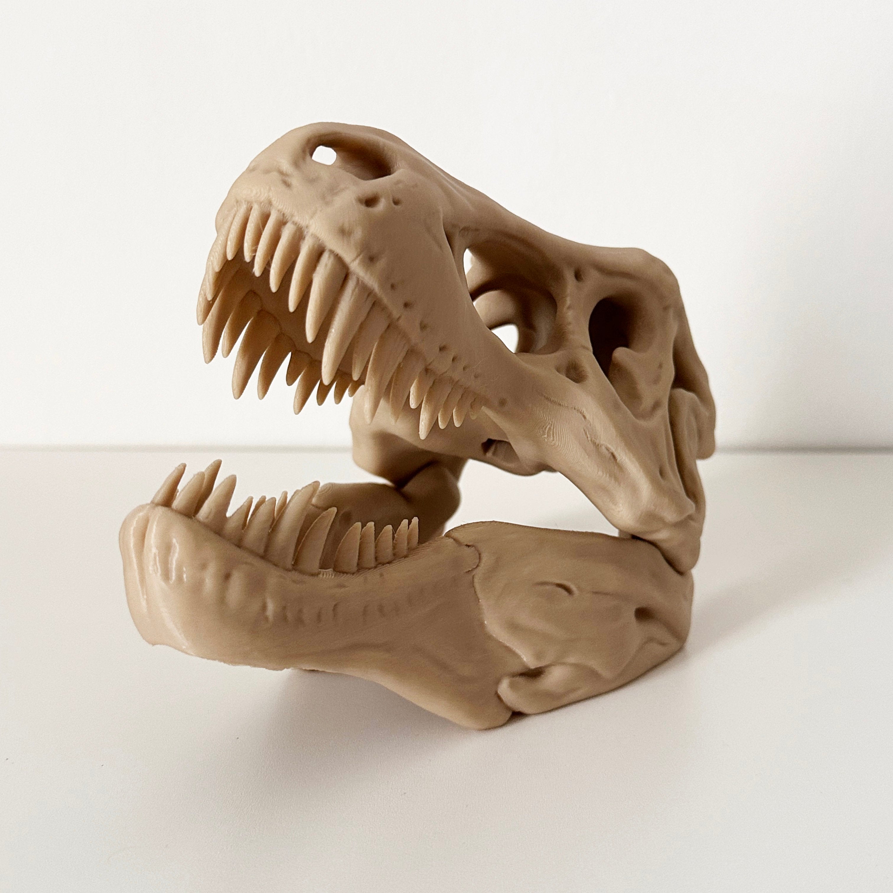 T-Rex Skull Display Piece