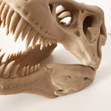 T-Rex Skull Display Piece