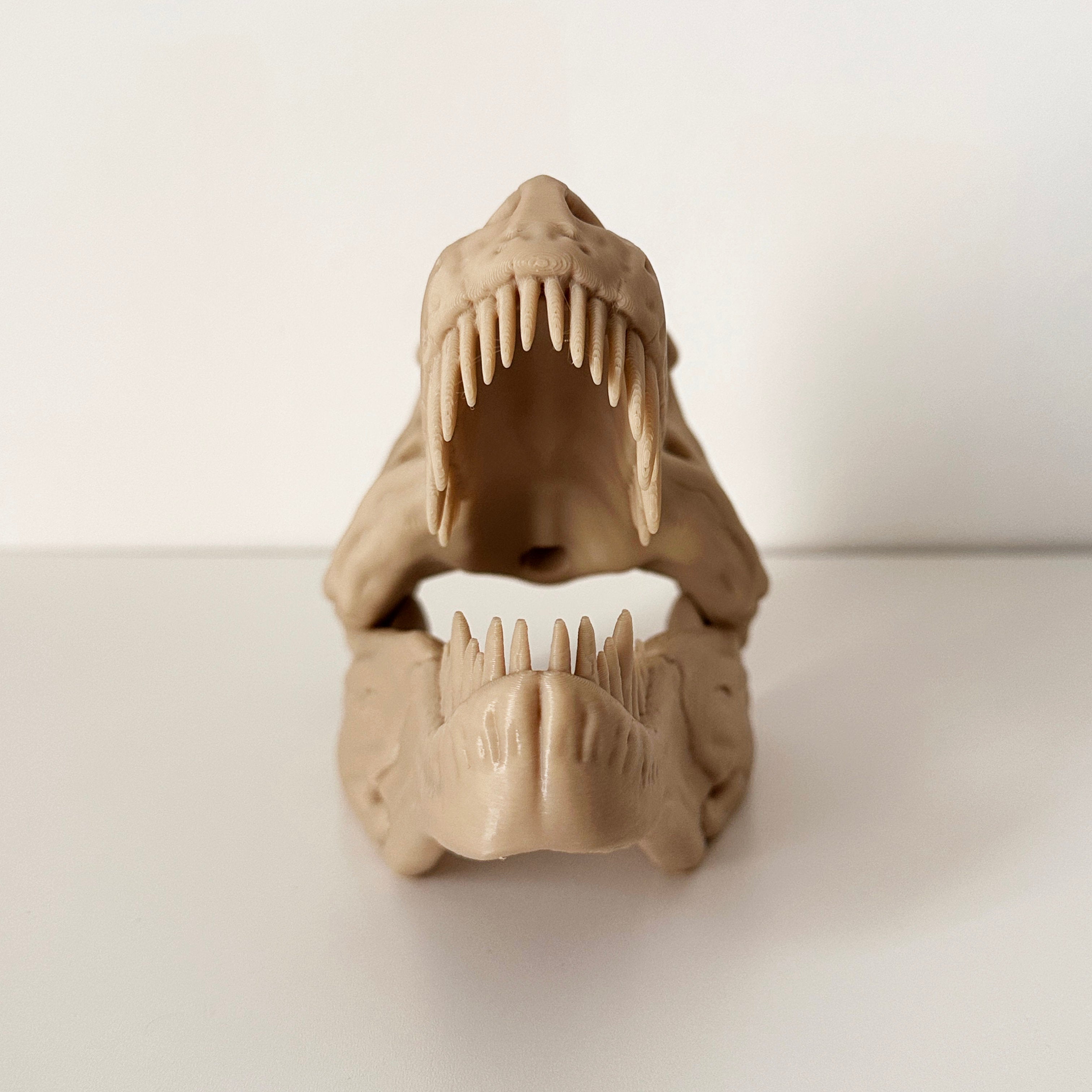 T-Rex Skull Display Piece